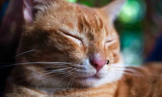 养猫的朋友注意啦 蚊香 杀虫剂对猫咪有极大危害,严重会致死