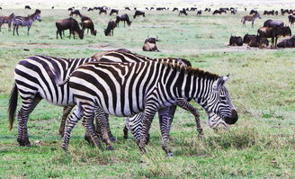 东非动物大迁徙