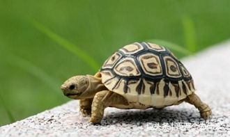 龟真的能有千年万年的寿命吗 它们到底能活多久