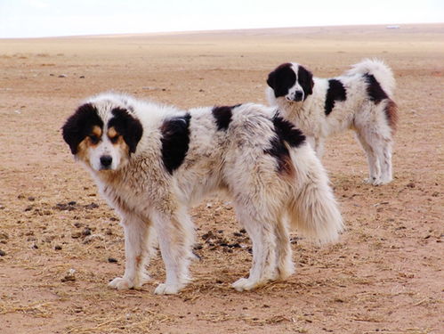 周末悦读 草原记忆远去,藏獒神话破灭后的蒙古牧羊犬