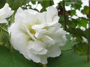 芙蓉花象征什么一般什么季节开,芙