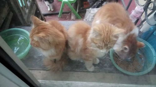 北京领养 加白 长毛,几只小橘猫