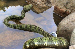 陆地上最强的毒蛇 中国特有巨型毒蛇,大多数人都没听说过