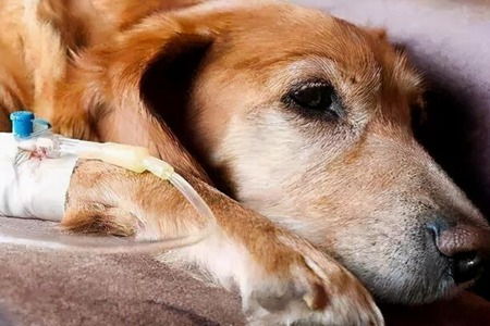 狗的寿命一般多长常见死因都哪些 狗狗的喂养方法和注意事项介绍