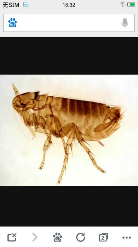 有一种虫子三四毫米大,圆圆的, 特别扁,棕褐色,这种虫子叫什么名字,怎么消灭它 不是很多,但是见 