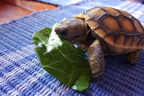 世界上最长寿的龟是什么龟 