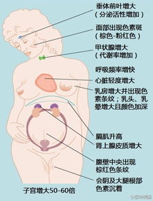 怀孕初期肚子隐隐作痛是什么原因,孕初期肚子隐隐作痛