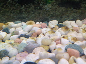 最近自家养鱼的鱼缸里的鱼越来越瘦,而且缸底的鹅卵石上和缸壁上不知道从什么时候开始有很多如图一样褐色