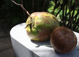 椰子什么时候成熟,多大的椰子好吃