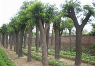 济宁国槐，百年传承的绿色瑰宝