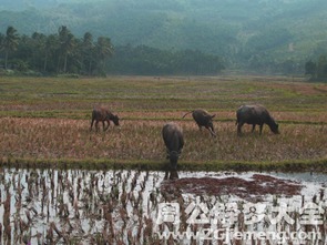 梦见小牛站在水田里是什么意思 梦到小牛站在水田里好不好 大鱼解梦网 