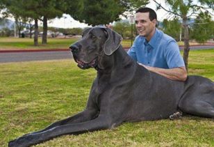 世界最大的狗十大排名 竟然比人还大 
