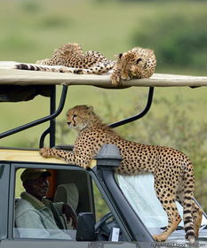 淘气猎豹跳上车与游客面面相觑