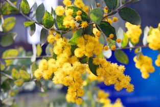 树上黄色的花是什么花,这个黄色的花叫什么花？ 是长在树上（乔木）的