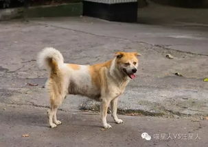 中国的人啊,你们凭什么瞧不起中国的狗