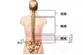 人体疾病与脊柱错位关系一览表