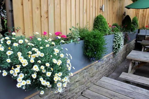 院子里的栅栏 围墙边你会种上哪些花卉 看别人家的院子 