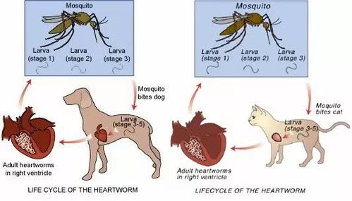 宠物医院不会对你说之 犬心丝虫病很普遍 人也会感染