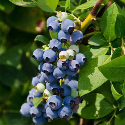 蓝莓树生长条件和特性,蓝莓树直径能长到多大？
