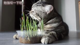 猫吃猫草
