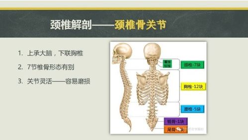 宅 宅出颈椎病