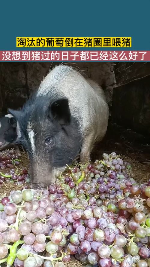 淘汰的葡萄倒在猪圈喂猪 