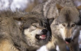 斑鬣狗 北美灰狼 美洲豹这三大神兽谁最强