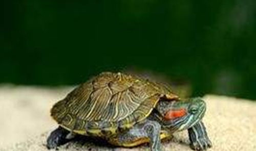 在风水学中 什么生肖的人适合养龟 乌龟养久了真的就有有灵性吗