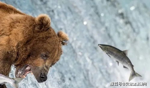 痛心,上海野生动物园熊群袭击饲养员,最后遇难了