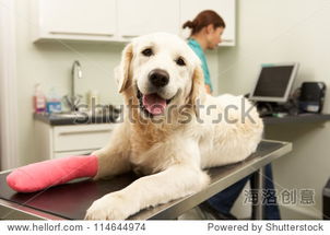 dog surgery om minneapolis,Dog Surgery in Minneapolis: A Comprehensive Guide