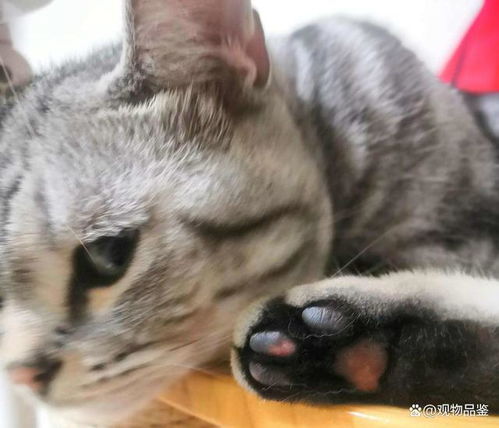 黑肉垫猫是什么品种 猫的肉垫颜色是什么