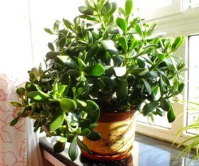家里养什么植物好风水 室内植物盆栽摆放有什么讲究