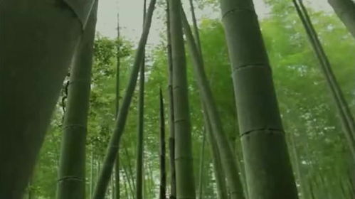 为什么竹子只长高不长粗 