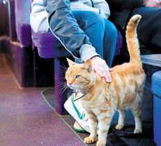 英一猫咪会搭公交车外出游玩 