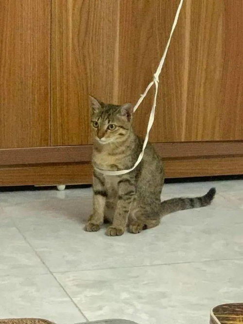 在猫咪身上套了绳子,猫咪以为自己被拴住了 