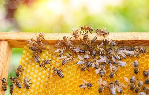 在野生蜂群旁诱蜂需要注意什么,平原沙质土诱蜂技巧