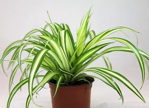 教室放什么绿植好,1. 吊兰：吊兰是一种非常适应室内生长的植物，能够吸收空气中的有害物质，同时还可以降低噪音、增加室内湿度