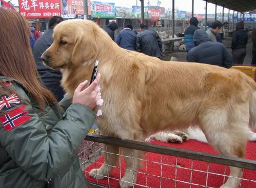 北京狗市场在哪里,北京狗市场在哪里2023