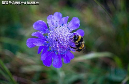 指迷居士属牛人运势 1985年生肖属牛的人2021年运势算命咨询