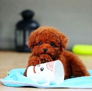 上海虹口区哪里有卖纯种贵宾幼犬 上海贵宾幼犬多少钱一只 上海贵宾幼犬价格