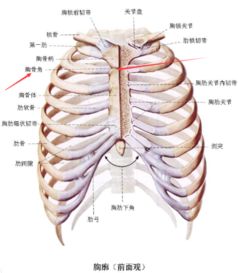 叙述胸骨角