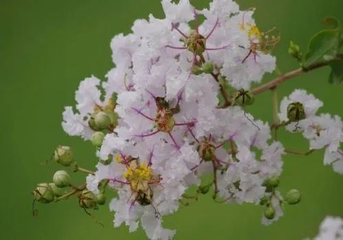 陆游和白居易写紫薇花,时隔三百多年,难道还有争执