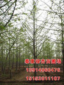 四川省银杏树价格：珍稀树种与生态价值