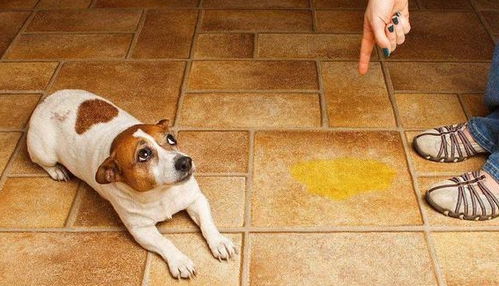 狗狗总是喜欢在家里尿尿,有着6个原因