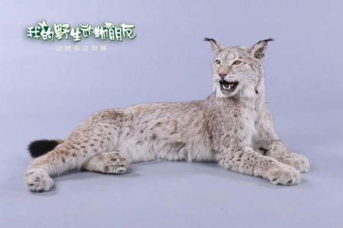 我的野生动物朋友 动物标本特展 将亮相云南省博物馆