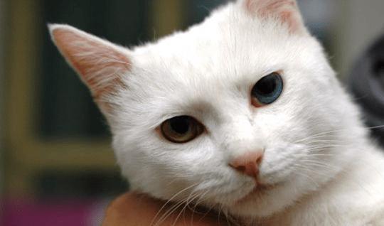 猫咪黄疸是什么引起的 怎么治疗