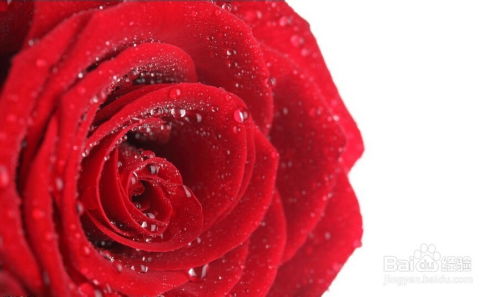 33支粉雪山玫瑰花语,粉雪山玫瑰的花语