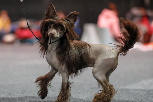 德国奥芬堡国际纯种狗狗展,共有3200只 260个品种的狗狗亮相