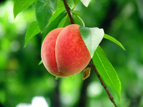 关于形容摘桃子的诗句