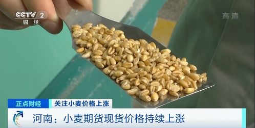 山东今年小麦(红麦 白麦 混合麦)的行情是多少钱